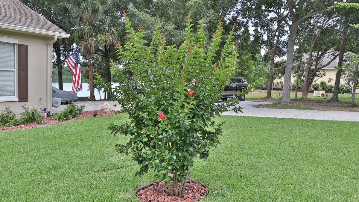 Our Tampa Landscape Project Gallery The Whole 9 Yards